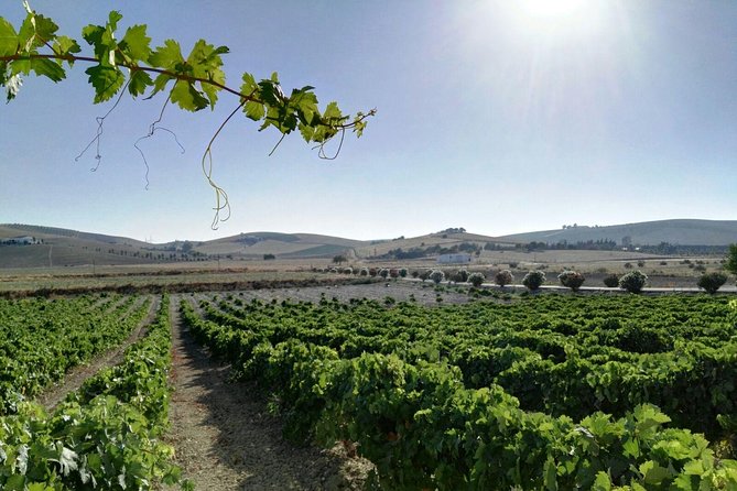 Cadiz and Jerez Day Trip from Seville - What the guide and group size mean for your day