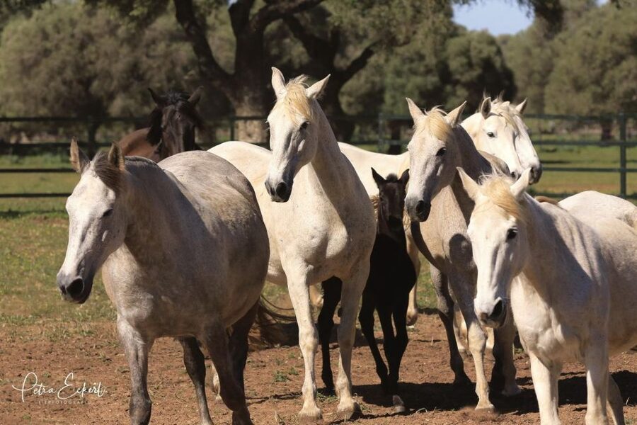 Cadiz: Andalusian Horses and Bulls Country Show - What to know before you go