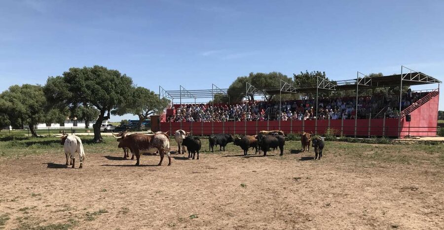 Cadiz: Andalusian Horses and Bulls Country Show - Andalusian horses and Domecq family horsemanship