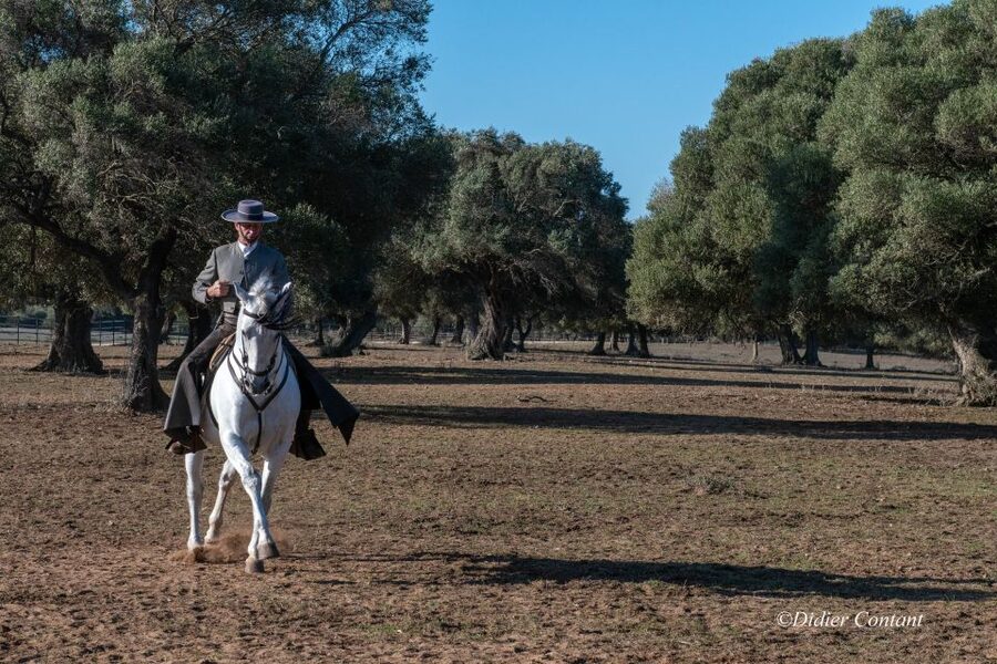 Cadiz: Andalusian Horses and Bulls Country Show - Who will enjoy this most