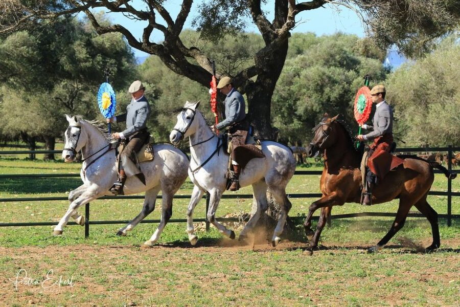 Cadiz: Andalusian Horses and Bulls Country Show - Should you book A Campo Abierto?