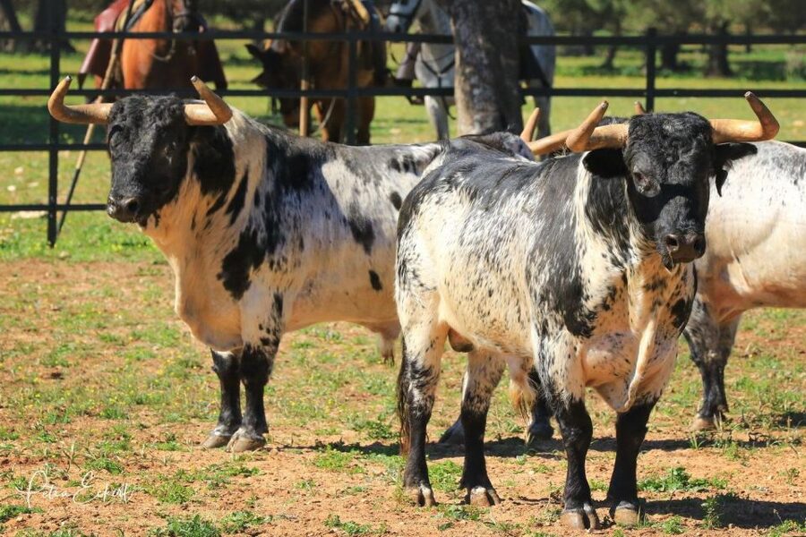 Cadiz: Andalusian Horses and Bulls Country Show - FAQ