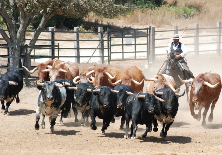 Cadiz: Andalusian Horses and Bulls Country Show - Bulls, cattle and young horses in the ring