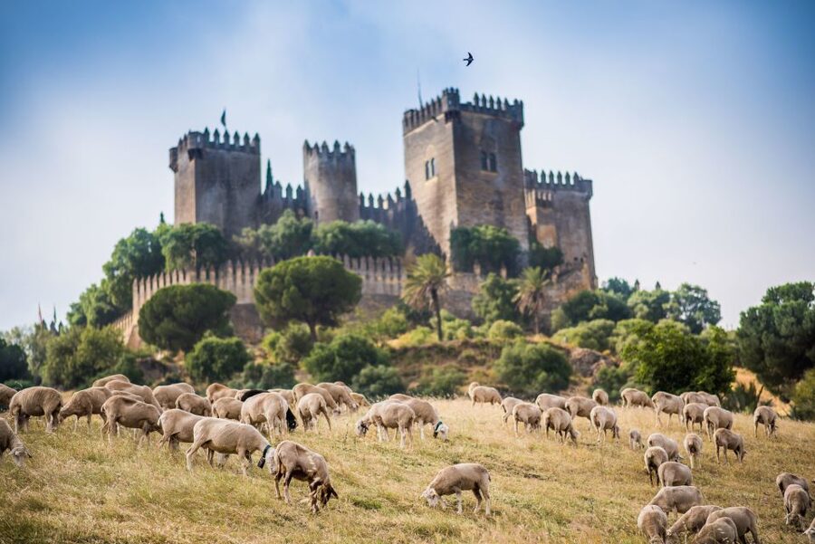 Córdoba: Almódovar Castle Entrance Ticket - What to know before you go