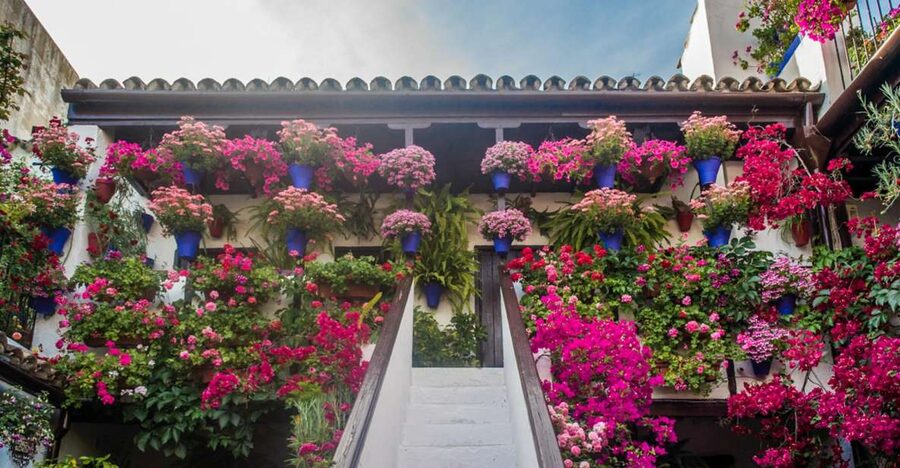 Córdoba: Guided Tour of the Patios - Roman roots, shade, and friendship