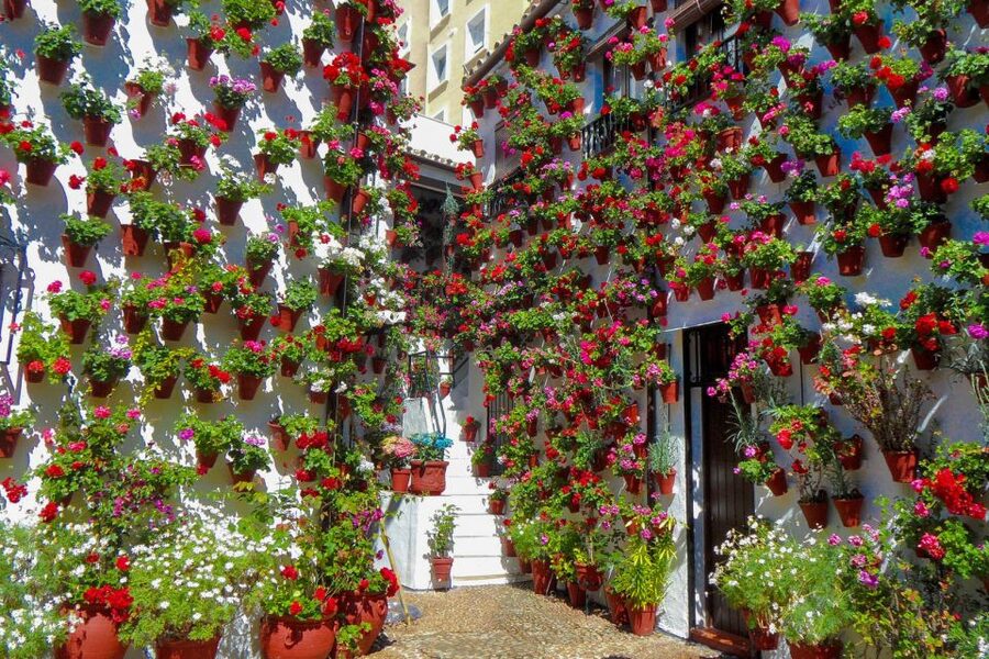 Córdoba: Guided Tour of the Patios - Is $23 good value for 90 minutes?