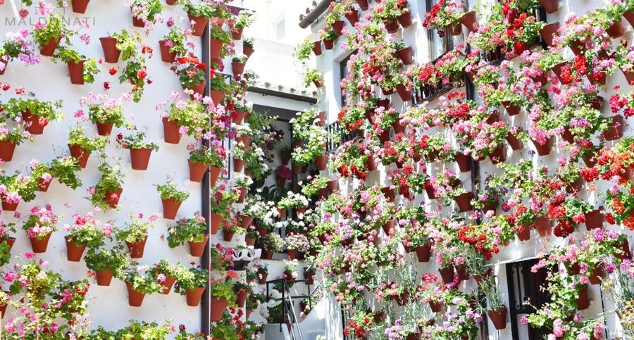 Córdoba Highlights Walking Tour - Key points to know before you book