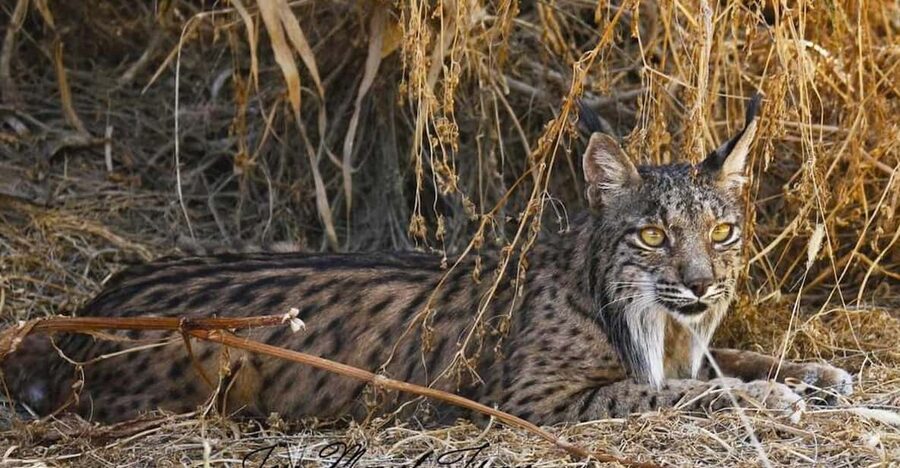 Discover Doñana & Iberian Lynx: Premium Nature Tour - Doñana by 4x4, with expectations set right