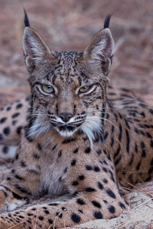 Discover Doñana & Iberian Lynx: Premium Nature Tour - The value of the interpretive stops