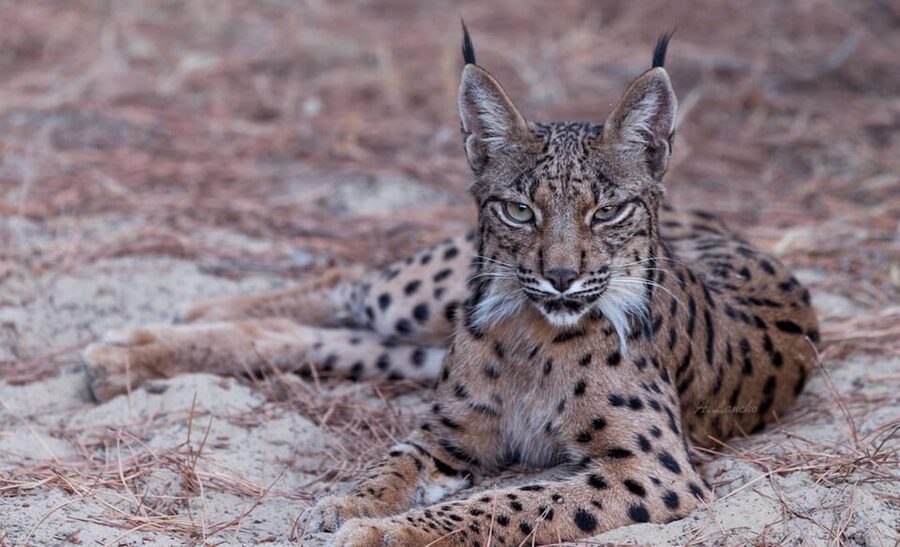 Discover Doñana & Iberian Lynx: Premium Nature Tour - Spanish-language guiding and the group experience