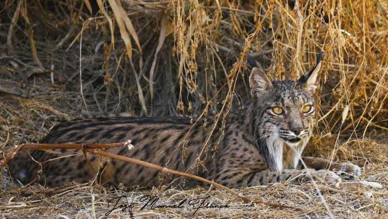 Discover Doñana & Iberian Lynx: Premium Nature Tour - Should you book?