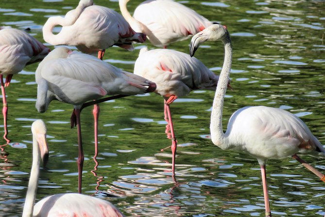 Donana National Park and El Rocío: Guided Tour from Seville - From Seville to the Guadalquivir marshes