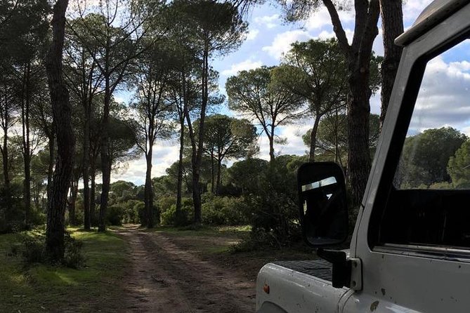 Donana National Park and El Rocío: Guided Tour from Seville - Should you book the Doñana day trip?