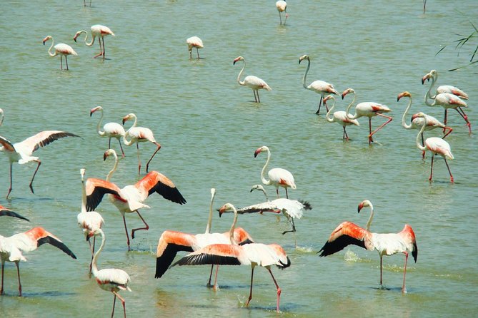 Donana National Park: Guided Day Tour from Seville - A full day beyond Seville’s monuments
