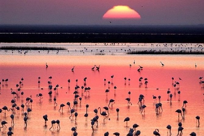 Donana National Park: Guided Day Tour from Seville - Starting from Seville, then heading south