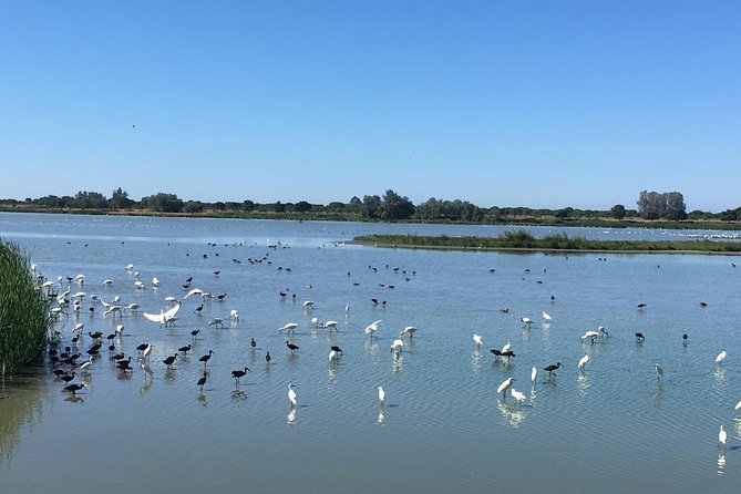 Donana National Park: Guided Day Tour from Seville - Three hours around Doñana’s changing habitats