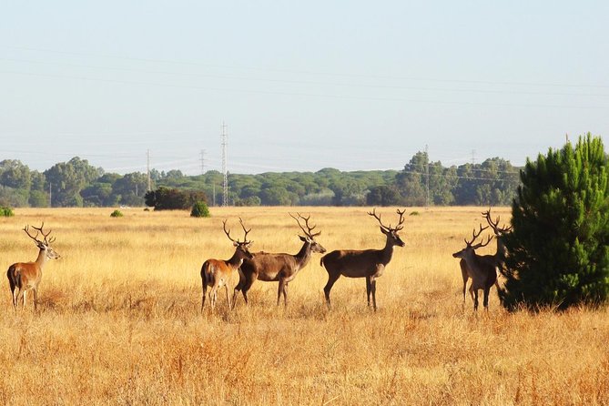 Donana National Park: Guided Day Tour from Seville - Should you book the Doñana tour?