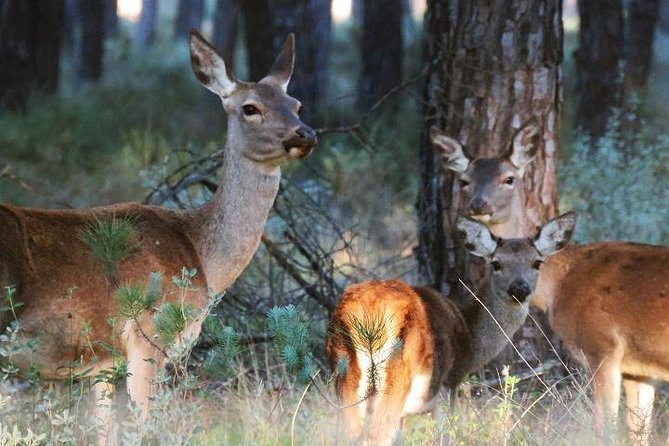 Donana National Park: Guided Day Tour from Seville - El Rocío, a pilgrimage town with its own character
