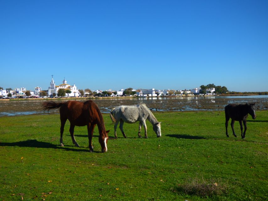 Doñana National Park Off-Road Tour from Seville - How the price compares with the day