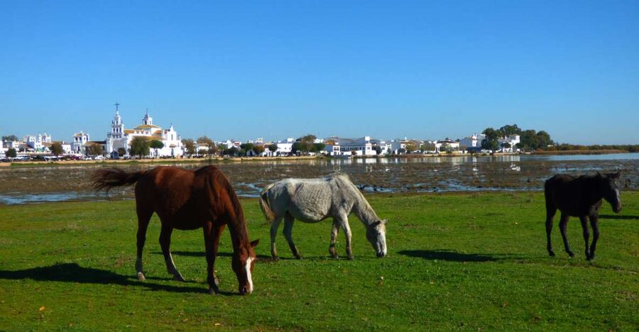 Doñana National Park Off-Road Tour from Seville - Timing, comfort, and who should go