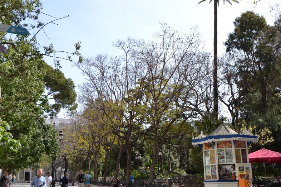 English Cádiz Tour: Walking Tour with Local Guide - Should you book this tour?