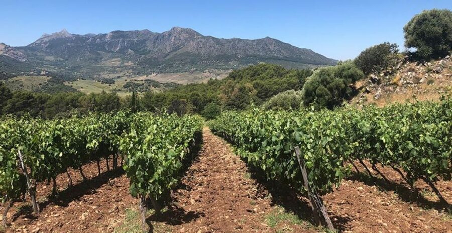 From Marbella: Ronda Tour Wineries Tour with Lunch - Ronda’s gorge makes the first impression