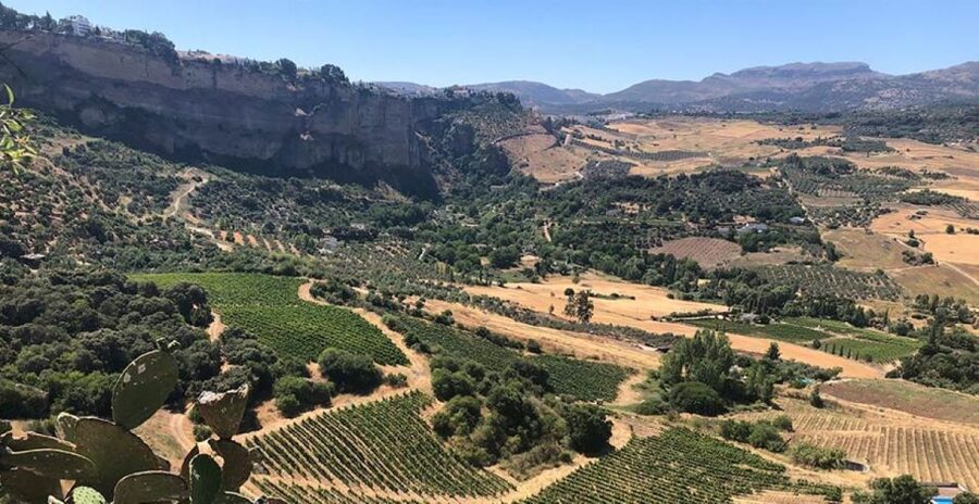 From Marbella: Ronda Tour Wineries Tour with Lunch - A first tasting with reds, cheese, and Iberian ham