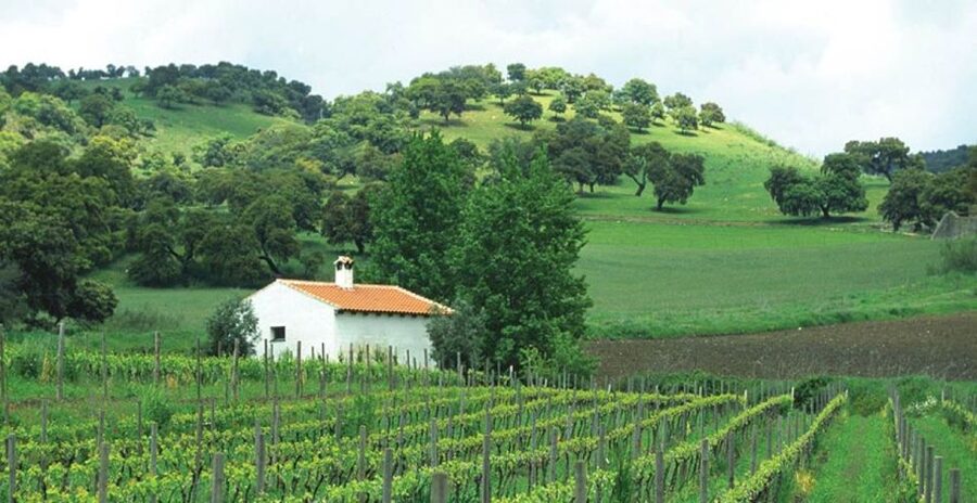 From Marbella: Ronda Tour Wineries Tour with Lunch - What a seven-person group changes