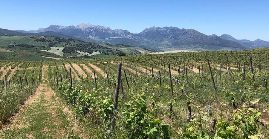 From Marbella: Ronda Tour Wineries Tour with Lunch - A rustic winery, natural wines, and lunch on the terrace