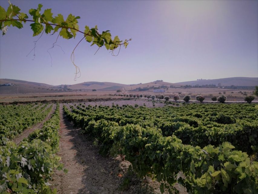 From Seville: Cadiz and Jerez de la Frontera Day Trip - FAQ