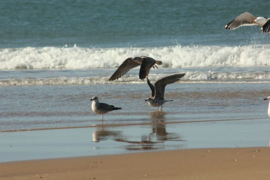 From Seville: Doñana, El Rocio, and Matalascañas Beach Tour - Key points to know before you go