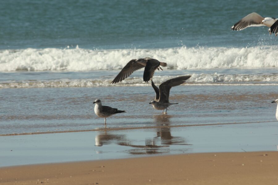 From Seville: Doñana, El Rocio, and Matalascañas Beach Tour - From Seville to Doñana’s wetlands