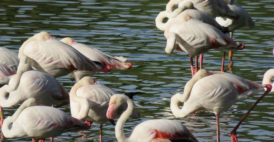From Seville: Doñana National Park Day Trip - Doñana in a day: the essentials