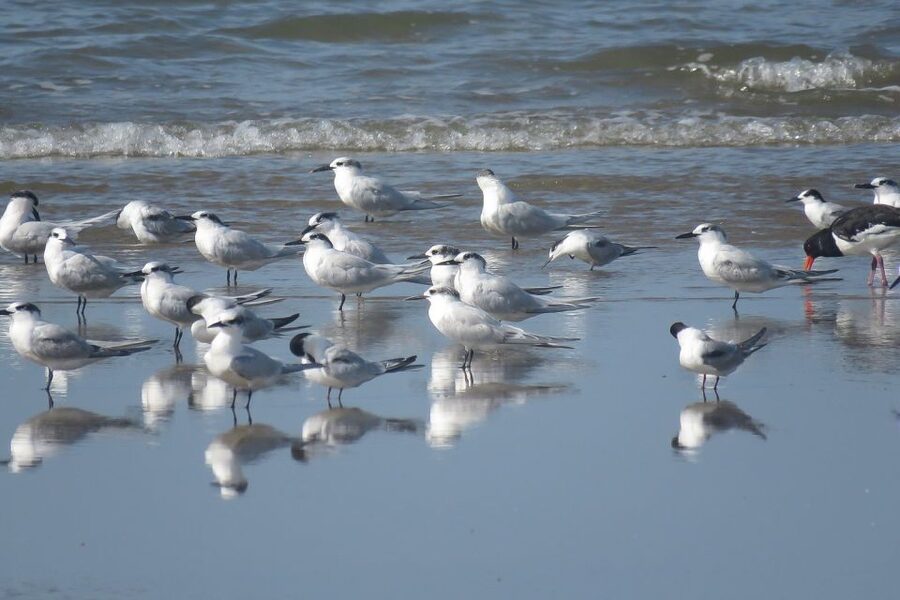 From Seville: Doñana National Park Day Trip - FAQ