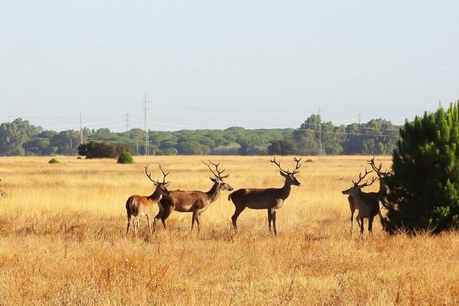 From Seville: Doñana National Park Day Trip - Leaving Seville for the marshes