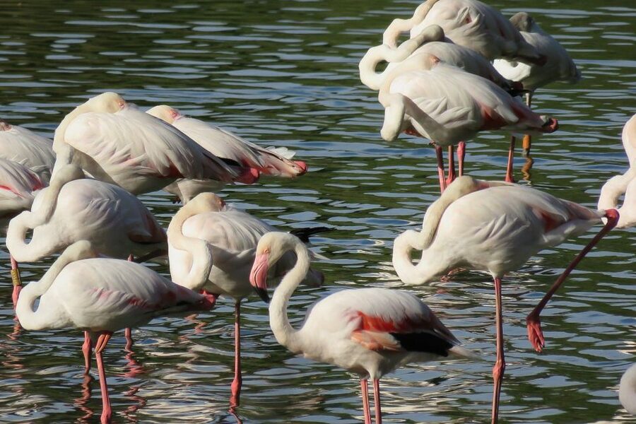 From Seville: Doñana National Park Day Trip - El Rocío: a village with a different rhythm
