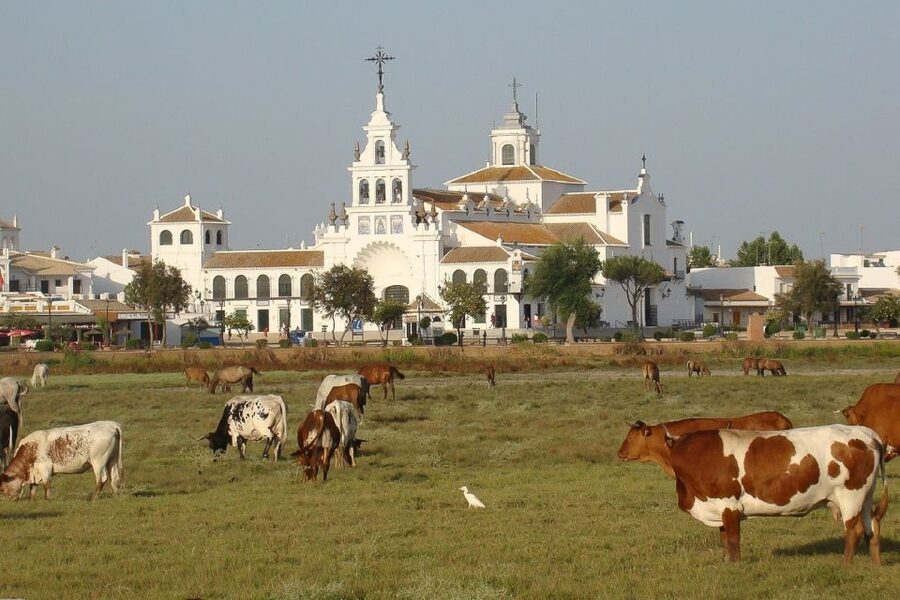 From Seville: Doñana National Park Day Trip - What you might see, and what you should not expect