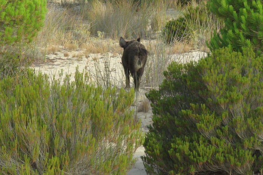 From Seville: Doñana National Park Day Trip - Practical details before you book
