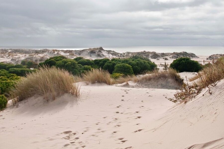 From Seville: Doñana National Park Day Trip - Who should book this Doñana day trip?