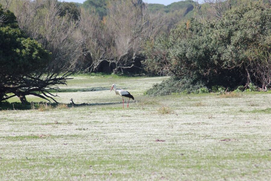 From Seville: Doñana National Park Full-Day Private Tour - From Seville to Doñana, a change of scenery