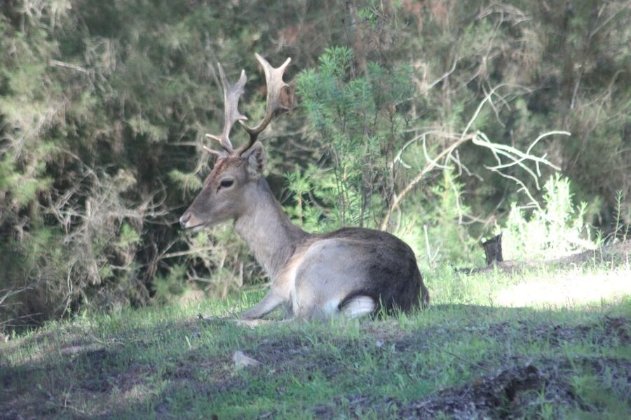 From Seville: Doñana National Park Full-Day Private Tour - El Rocío, a village shaped by pilgrimage