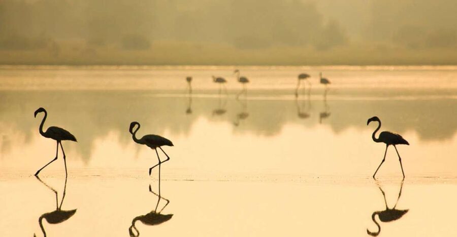 From Seville: Doñana National Park Full-Day Private Tour - Matalascañas Beach, time to walk or eat