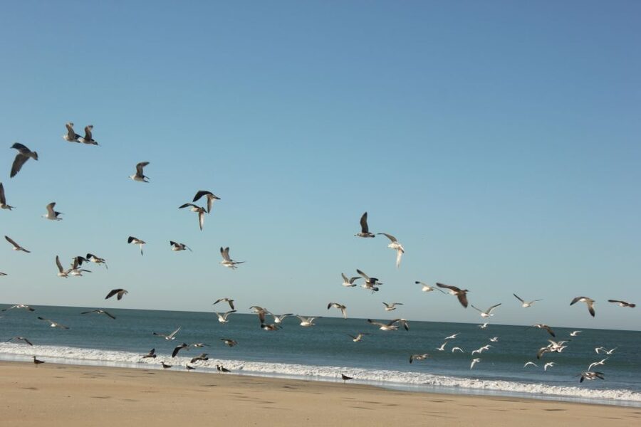 From Seville: Doñana National Park Full-Day Private Tour - What the $325 price buys