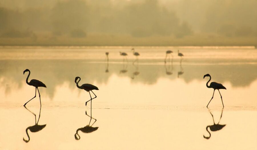 From Seville: Doñana National Park Full-Day Private Tour - Who will get the most from this day