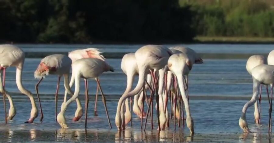 From Seville: Doñana Natural Park, El Rocio and Matalascañas - Matalascañas Beach: time to walk, rest or eat