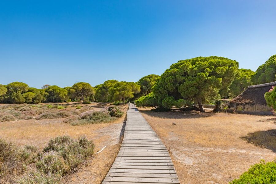 From Seville: Doñana Natural Park, El Rocio and Matalascañas - The return to Seville and the day’s pace