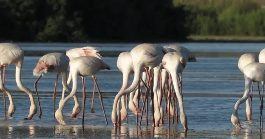 From Seville: Doñana Natural Park, El Rocio and Matalascañas - Is $105 a fair price?