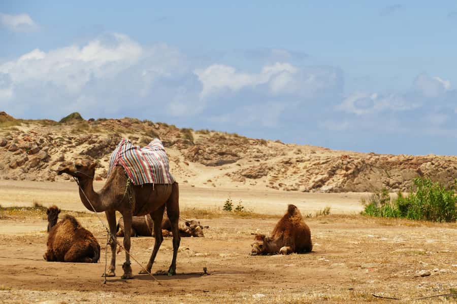 From Seville: Full-Day Tour to Tangier - Is $259 a fair price?
