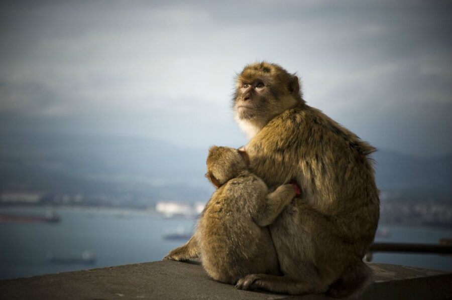 From Seville: Gibraltar Sightseeing Tour - Crossing the border into Gibraltar