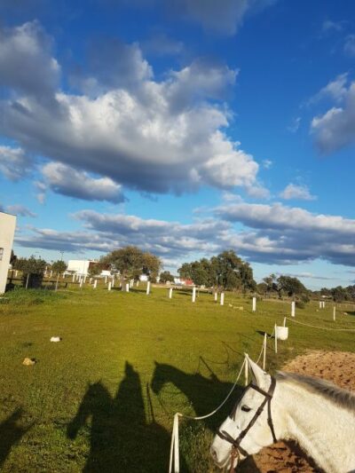 Horseback Riding Experience in Aljarafe